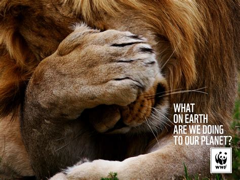 About WWF .